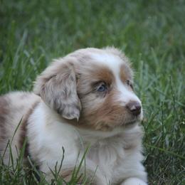 Border Collie, English Setter, and Miniature American Shepherd Puppies from First Harmony Farms
