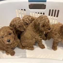 Cavapoo and Poodle Puppies from Klaus Poodles