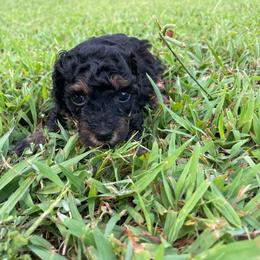 Phantom - Phantom female Poodle puppy in Bee Branch, Arkansas from Scroggins Creek Doodles