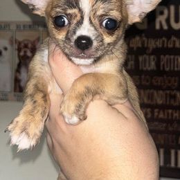 Chihuahua Puppies from Sasha’s Elite Kennel LLC