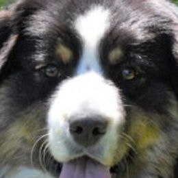 Bowie - Australian Shepherd