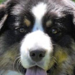 Bowie - Australian Shepherd
