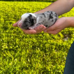 Ella - Blue merle female Miniature Australian Shepherd puppy in Mount Carmel, Tennessee from Hill Top Mini Aussies