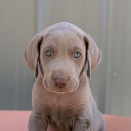 Calhoun - Silver gray male Weimaraner puppy in Evart, Michigan from Drehbar Weimaraners