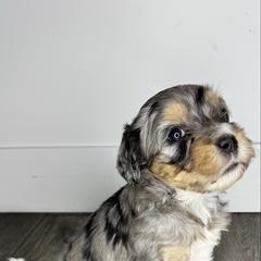 Anna - female Australian Mountain Doodle puppy in Jerome, Idaho from Tolman Acres