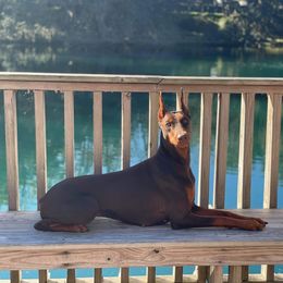 Kiara - Doberman Pinscher