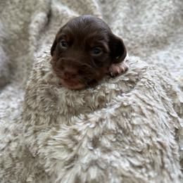 Stella May - Chocolate and tan female Dachshund puppy in North Fort Myers, Florida from Trust Fund Devil Kennel
