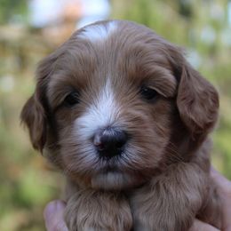 Australian Labradoodle Puppies from IvyLane Labradoodles