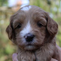 Australian Labradoodle Puppies from IvyLane Labradoodles