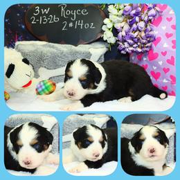 Rolls Royce - Black tri male Toy Australian Shepherd puppy in Levelland, Texas from Once Upon a Time Aussies