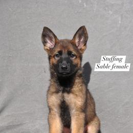 Stuffing - Sable female German Shepherd puppy in New Cambria, Missouri from Des Hausraben Shepherds