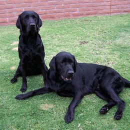 Labrador Retriever All Grown Up from Colindy Labradors