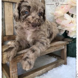Aussiedoodle and Australian Shepherd Puppies from Dunroamin Farms Australian Shepherds and Aussiedoodles