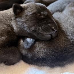 Adorable dark mask brindle female - Fawn sable female Belgian Malinois puppy in Dallas, Texas from RoyalHaus Malinois