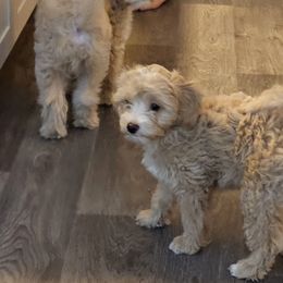 Maltipoo Puppies from Maltipoo_vegas