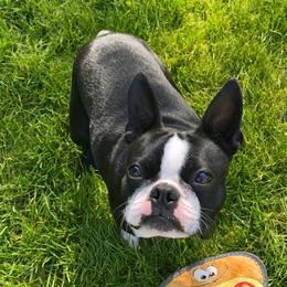 Rosie - Boston Terrier