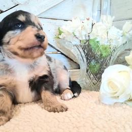 Aussiedoodles and Australian Shepherds from Miniature Angels Farm