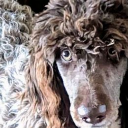 Sugar - Sheepadoodle