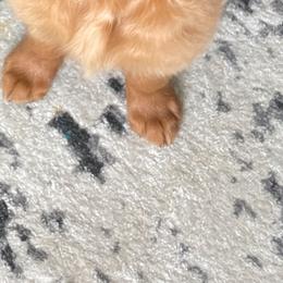 Golden Retriever Puppies from River City Goldens