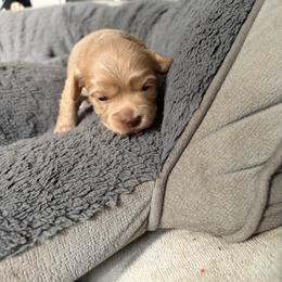 Girl3 - Chocolate and white female Havapoo puppy in Hudson, Indiana from A&G Maltipoos