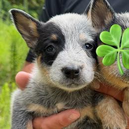 Girl 6 - Blue speckled female Australian Cattle Dog puppy in Amesbury, Massachusetts from Fox Hill Farm & K9