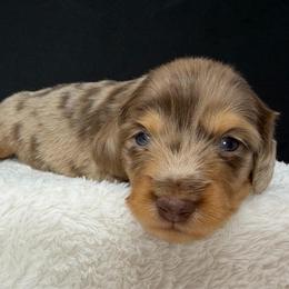 Hendrix - Dapple male Dachshund puppy in Pulaski, Tennessee from Billboard Doxies
