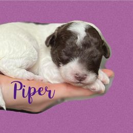 Aussiedoodle and Goldendoodle Puppies from Doodles of Paradise