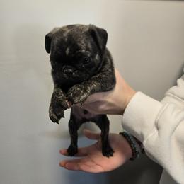 Boy 4 - Brindle male Pug puppy in Auburn, Kentucky from Prentice Family Pugs & Bugs