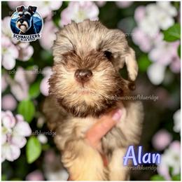 Alan - Liver male Miniature Schnauzer puppy in Spruce Pine, North Carolina from Schnauzers of Blue Ridge