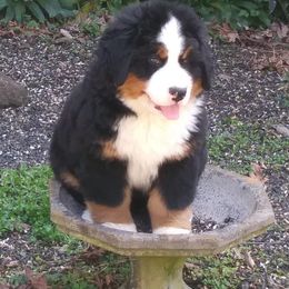 Bernese Mountain Dogs from PawGate Kennels
