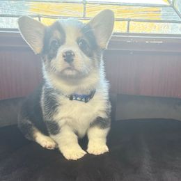 Blue Collar - Black and tan male Pembroke Welsh Corgi puppy in Abingdon, Virginia from Em-K Kennels