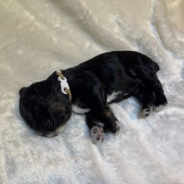 Cocker Spaniel Puppies from Jennifer Dees