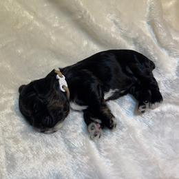 Cocker Spaniel Puppies from Jennifer Dees