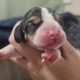 Boy 1 - Black tan and white male Beagle puppy in Mount AI N Home, Idaho from Blackstone