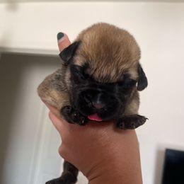 Orange - Black female Boerboel puppy in Fontana, California from Sterling Built Boerboels