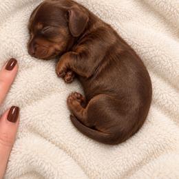 Fester - Chocolate and tan male Dachshund puppy in Bartlett, Illinois from Dachshundsnextdoor