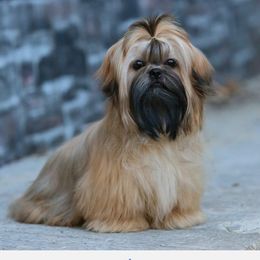Zita - Shih Tzu