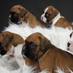 Boxers from Lando Boxers