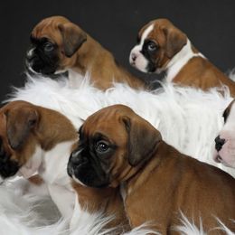 Boxers from Lando Boxers