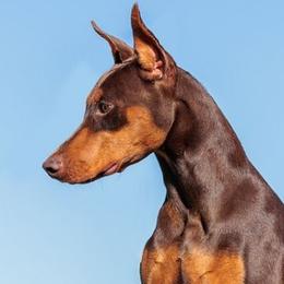 River - Doberman Pinscher