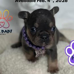 Holly - Blue female French Bulldog puppy in Michigan from Fur Baby Farms