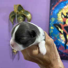 Chihuahua Puppies from King Chihuahuas
