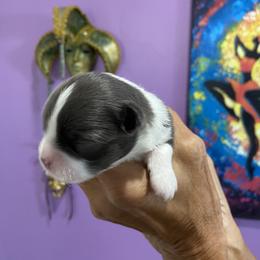 Chihuahua Puppies from King Chihuahuas