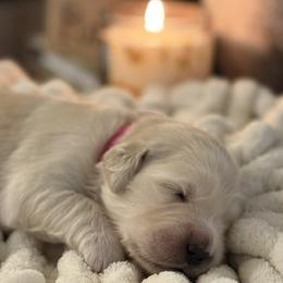 Girl 2 - female Golden Retriever puppy in New Kent, Virginia from Coastal Retrievers