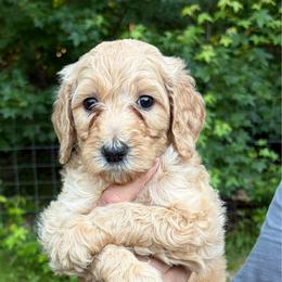 Brown - Cream female Goldendoodle puppy in Ranger, Georgia from Muscadine Meadows Poodles and Doodles