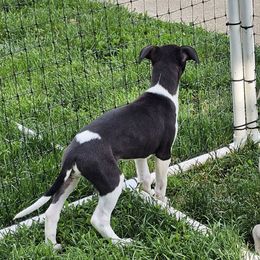 Boy 3 - White and black male Whippet puppy in Michigan from Clarriott Whippets