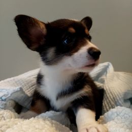 Pembroke Welsh Corgi Puppies from Patrick's Pembroke Welsh Corgis