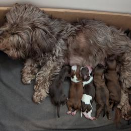 Havanese puppies from Sweet Confections Havanese
