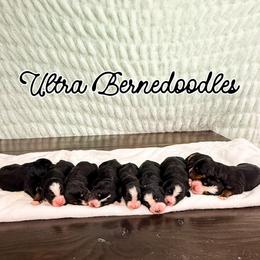 Phoenix - Tri-color female Bernedoodle puppy in West Haven, Utah from Split Mountain Doodles