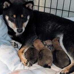 Shiba Inu puppies from Wagashiken